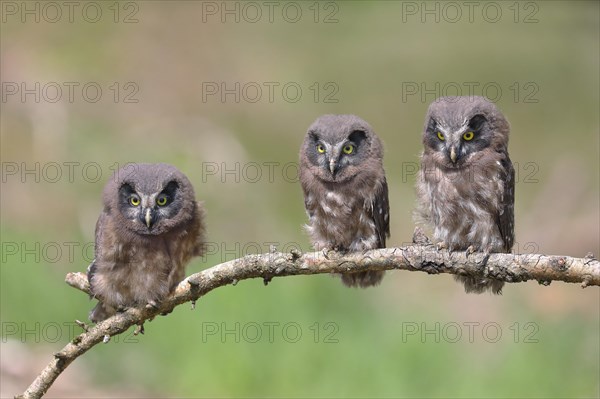 Tengmalm's Owl