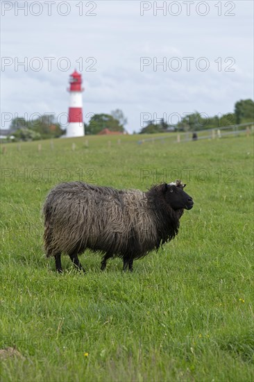 Norwegian sheep on the dike