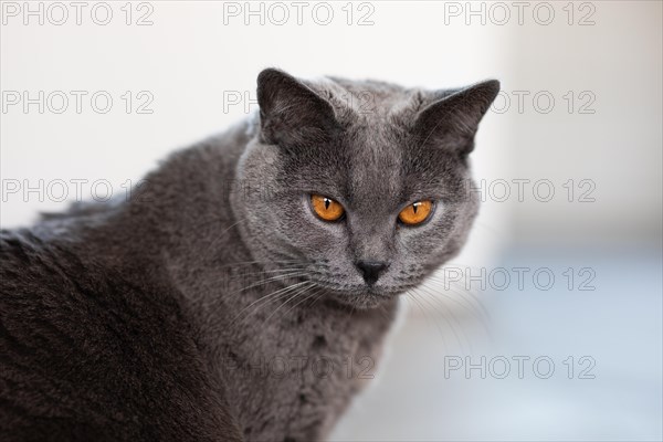 Grey Carthusian cat with yellow eyes