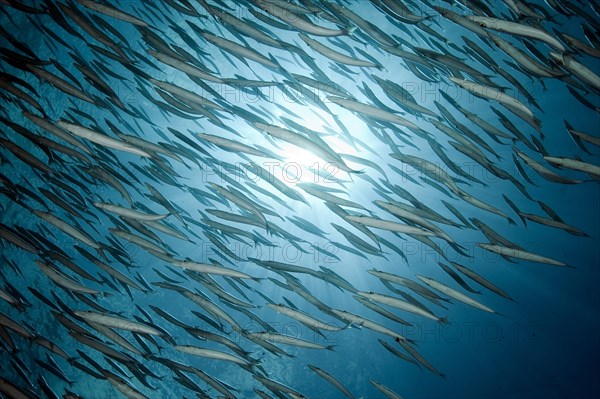 School of sharpfin barracuda