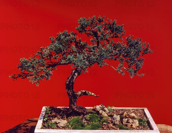 Bonsai