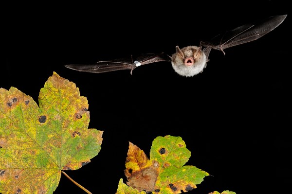 Natterer's bat