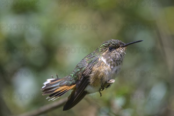 Scintillant hummingbird