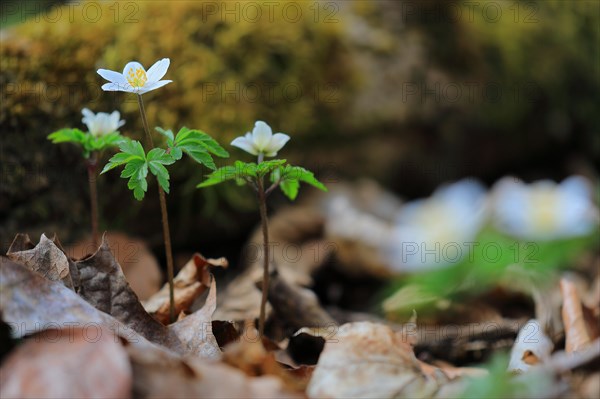 Wood anemone