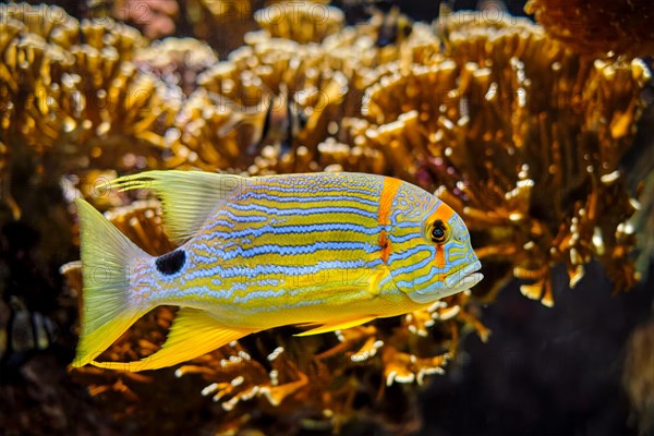 Sailfin snapper blue-lined sea bream