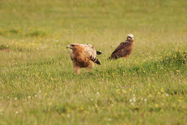 Kaiseradler