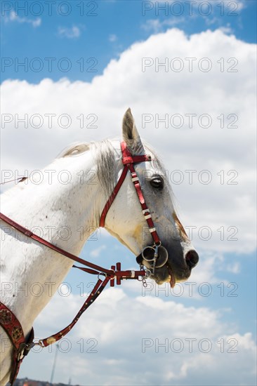 Head of a horse outdoors with partial harness in view