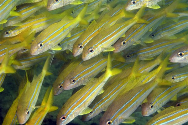 Close-up of school of mullet