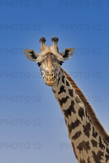 Masai giraffe