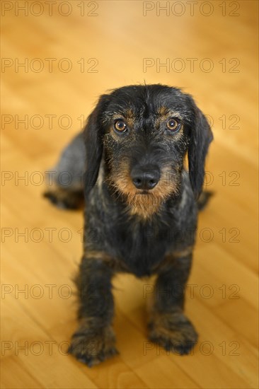 Rough-haired dachshund