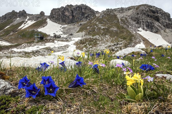 Pebble bell gentian