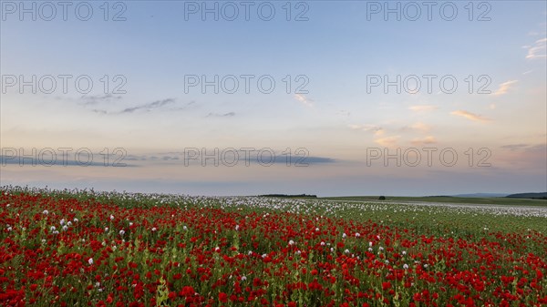 Field with Waldviertel grey poppy