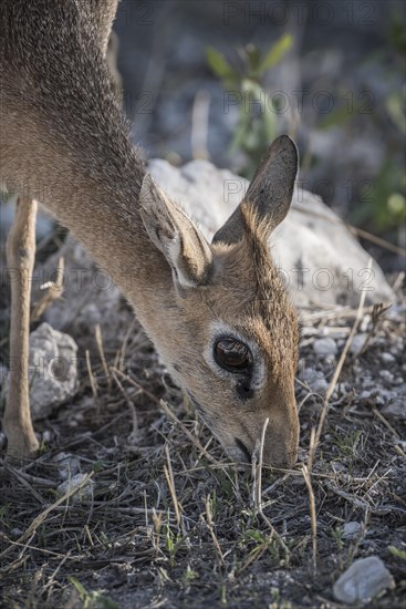 Kirk dikdik or kirk's dik-dik