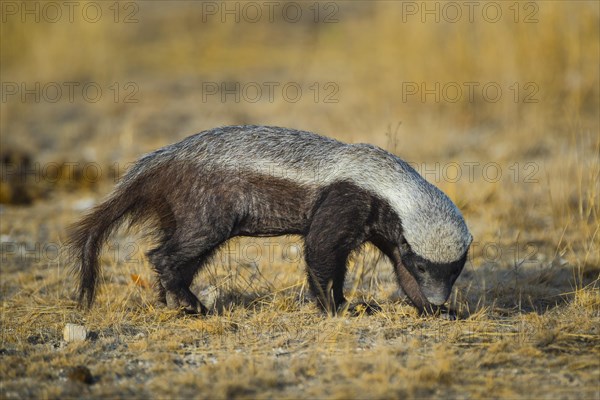 Honey badger