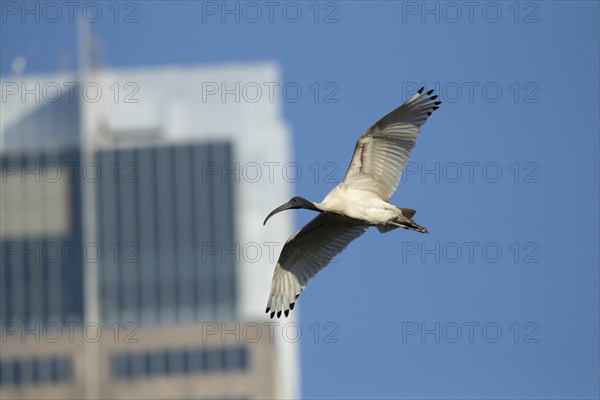 Australian white ibis