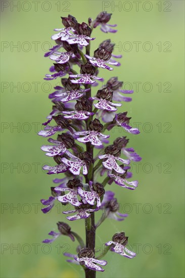 Northern marsh-orchid