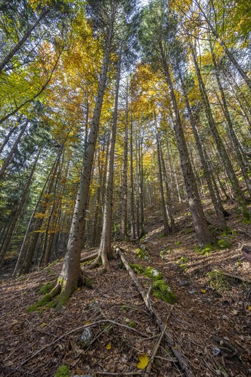 Mixed forest in autumn