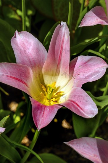 Pink tulip