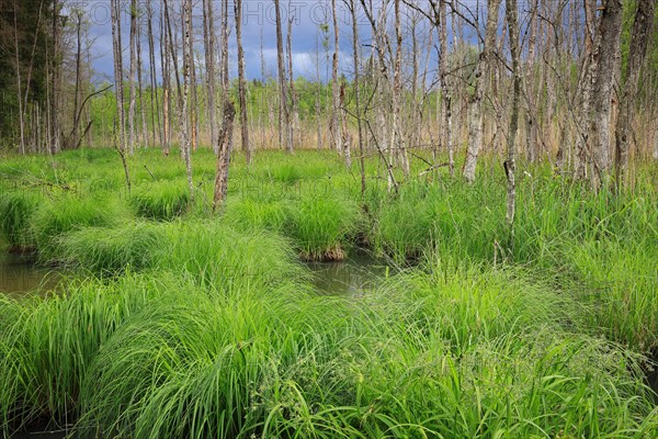 Sedge bulrushes