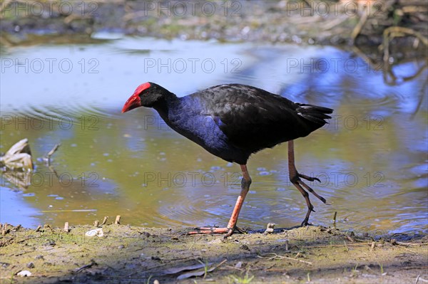 Australasian Swamphen