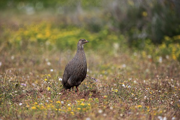 Cape spurfowl