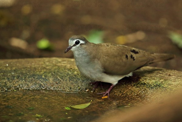 Tambourine dove