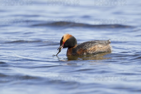 Horned grebe