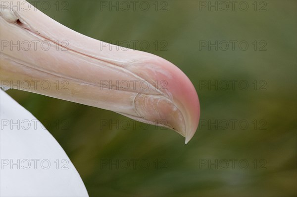 Black-browed albatross