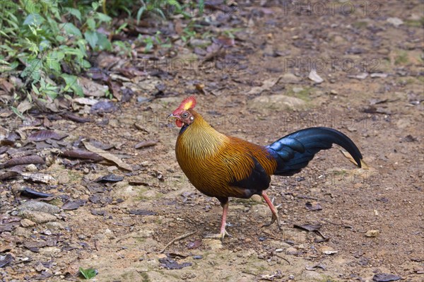 Gallus lafayettii