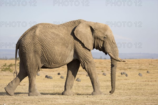 African elephant