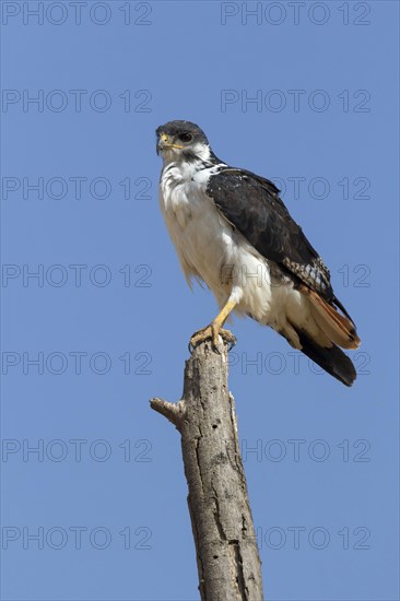 Augur buzzard