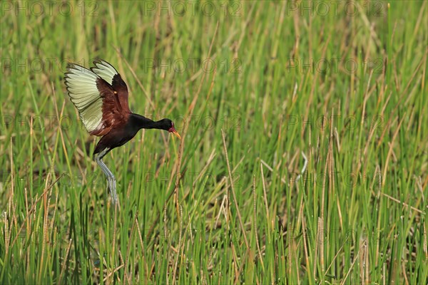 Red-fronted Jacana