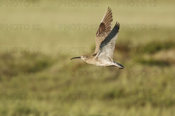 Whimbrel