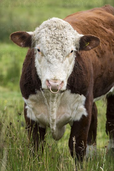 Hereford cattle