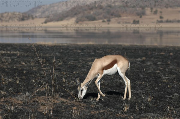 Springbok