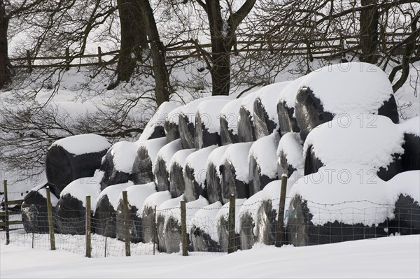 Plastic wrapped silage round bales in the snow