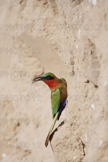 Red-throated bee-eater