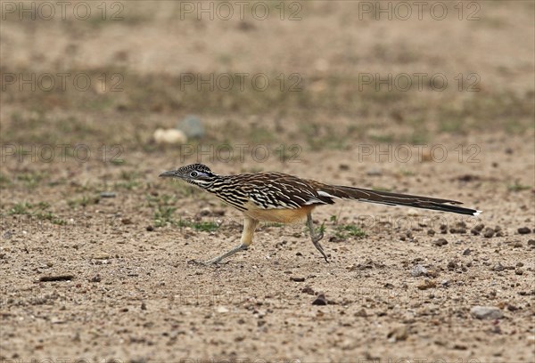 Lesser Roadrunner