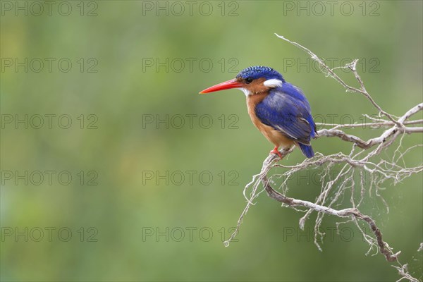 Malachite Kingfisher