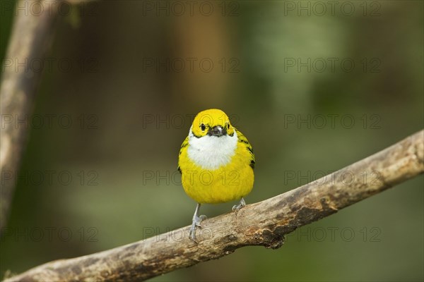 Silver-throated Tanager