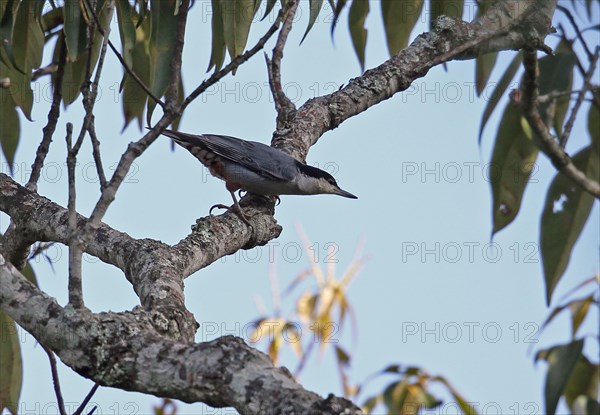 Giant Nuthatch