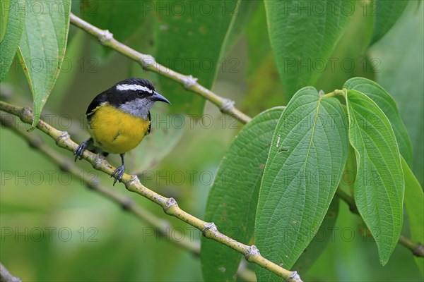 Yellow-breasted sugarbird