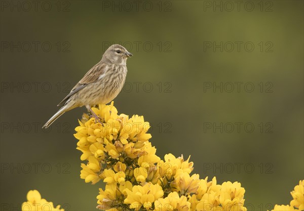 Linnet