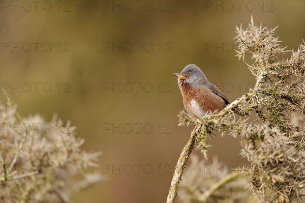 Dartford dartford warbler