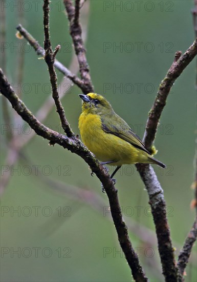 Yellow-crowned Euphonia