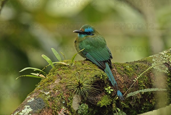 Keel-billed Motmot