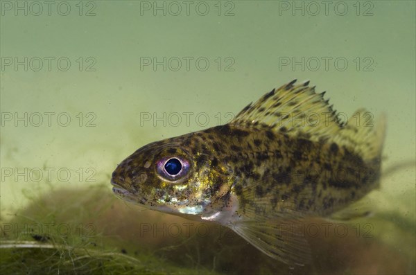 Eurasian eurasian ruffe