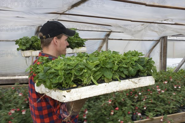 Gardener carrying trays of ornamental plants in a polytunnel