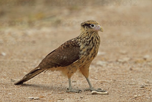 Yellow-headed Caracara