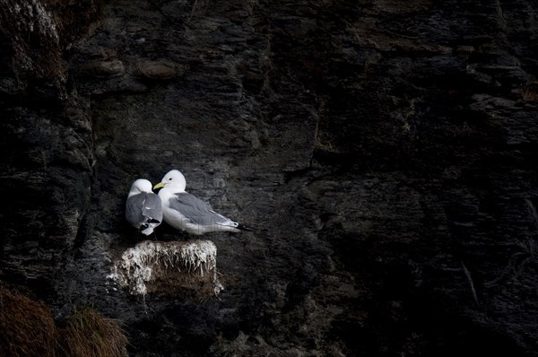 Larus tridactylus